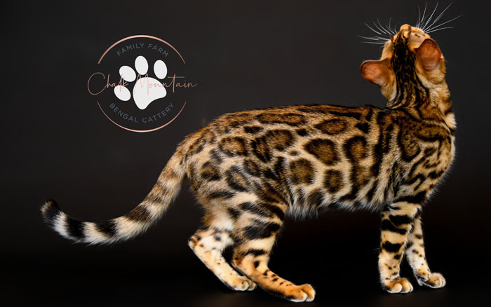bengal kittens for sale
